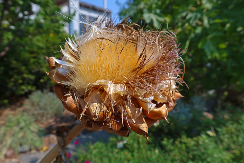 dried artichoke