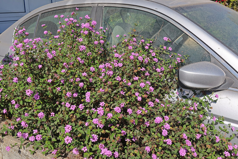 flowers growing  onto car