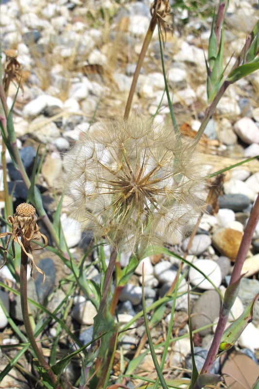 large dandelion in seed stage