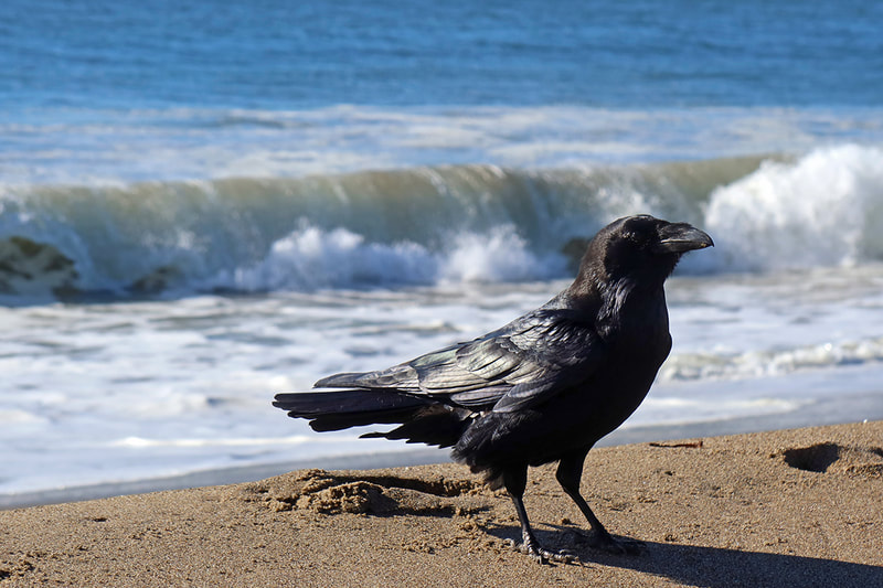 raven on beach