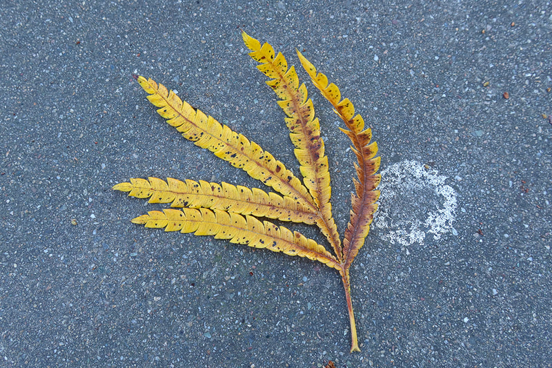 Leaf with circle on pavement