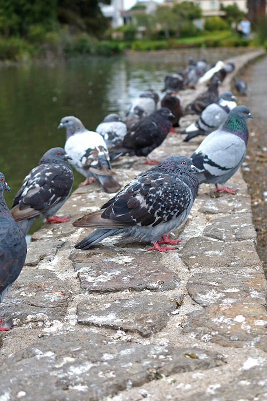 pigeons sitting on side of pond