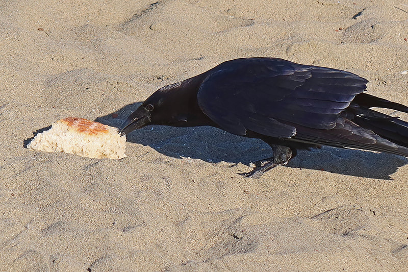 raven eating bread