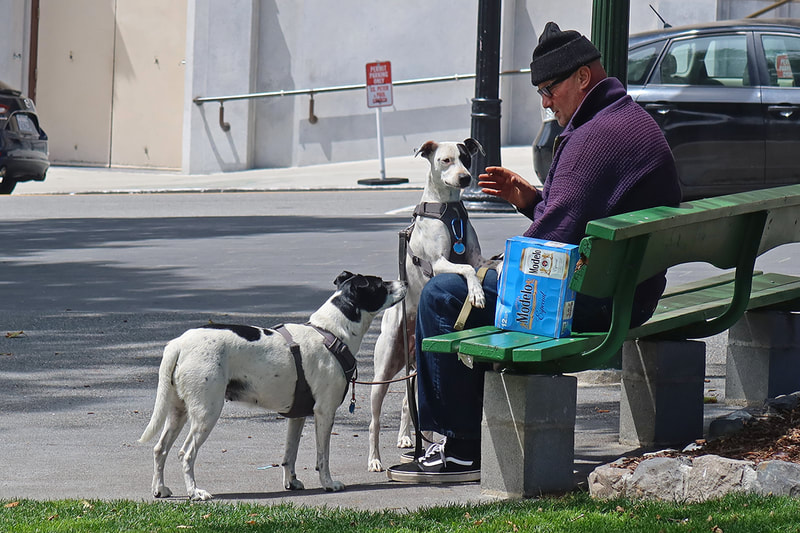 black and white dogs with man on bench