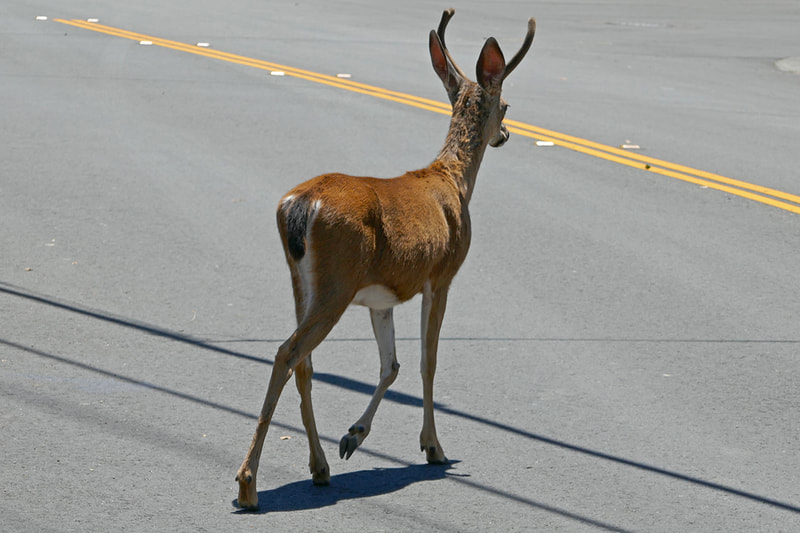 deer crossing the road