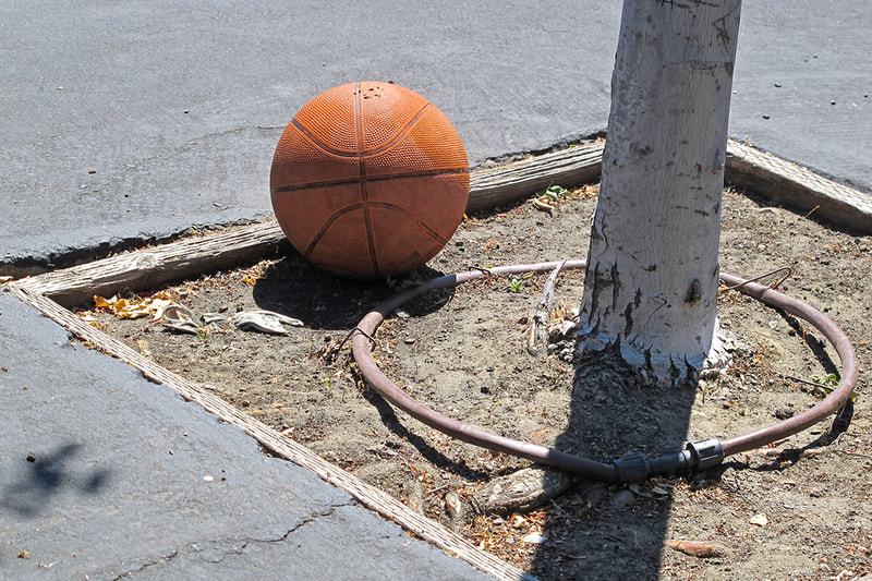 basketball near tree