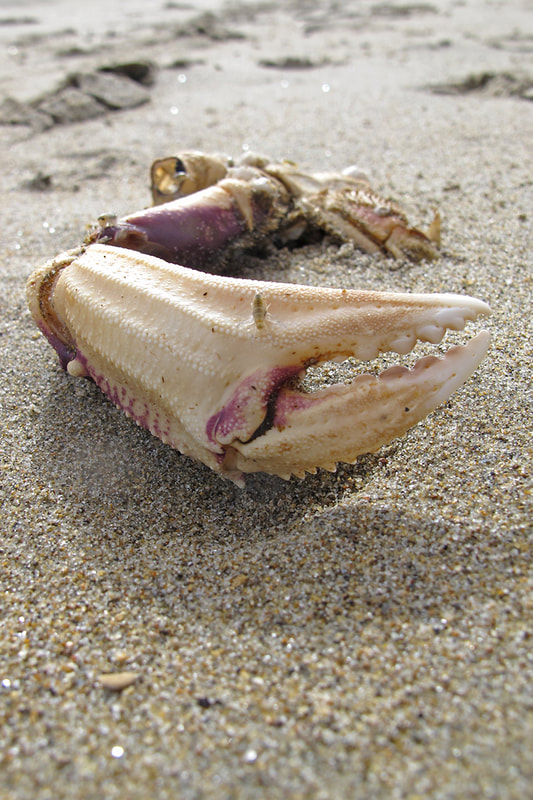 crab claw in the sand