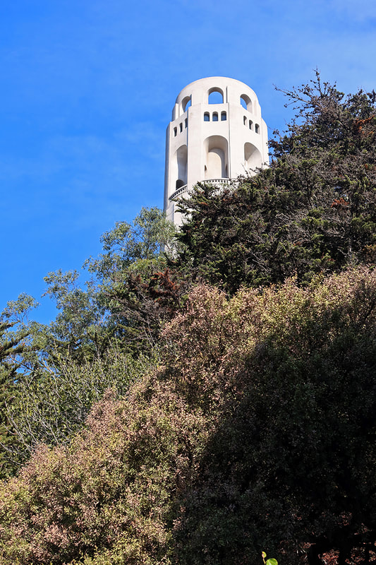 coit tower in trees
