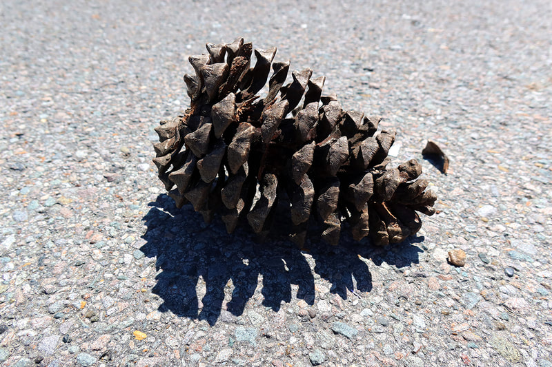 pine cone on pavement