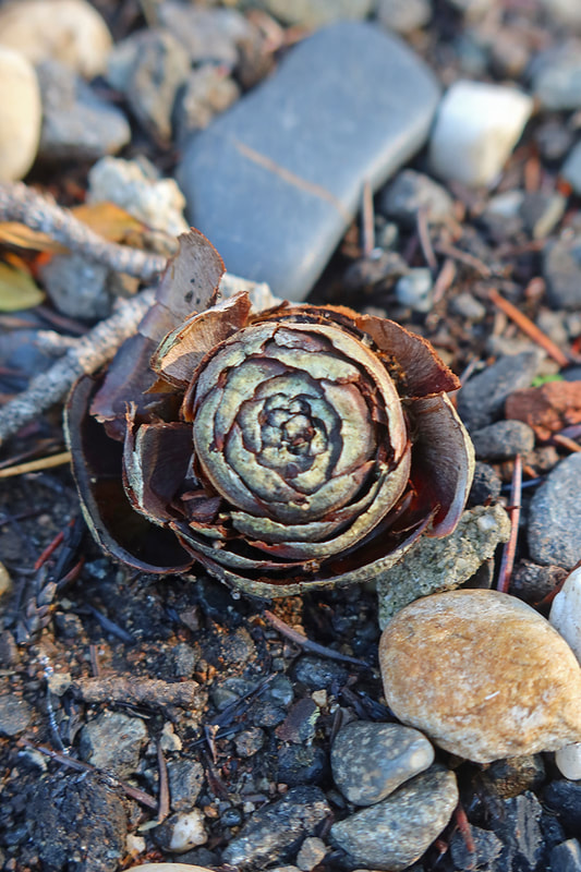 pine cone rose form
