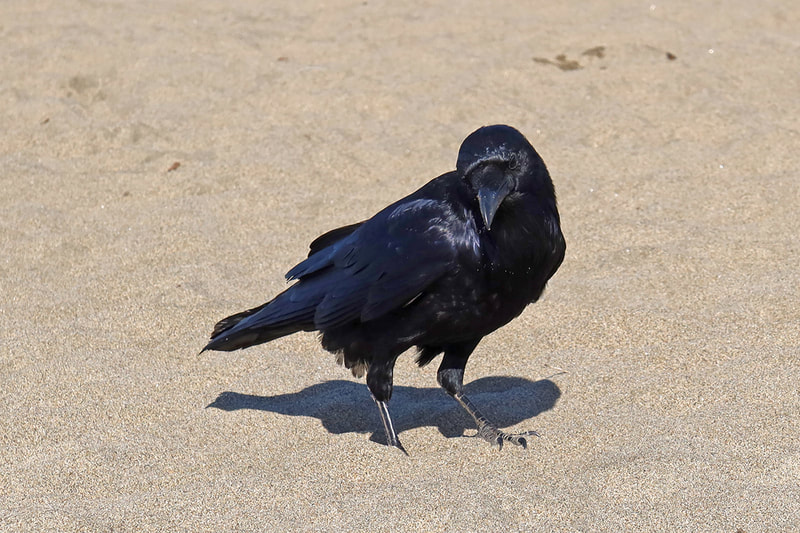 Raven at the beach
