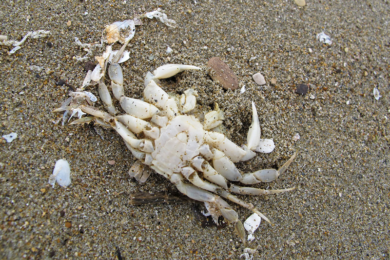 dead crab upside down