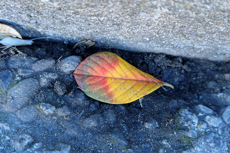 fall leaf on the street