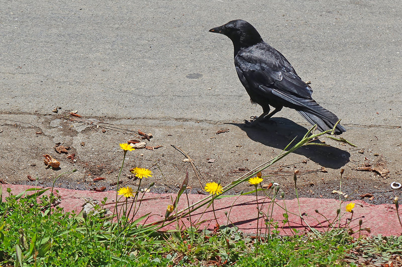 crow by street curb