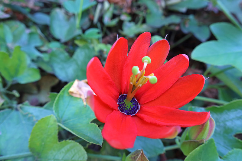 red flower with blue center