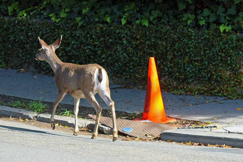 deer and caution cone