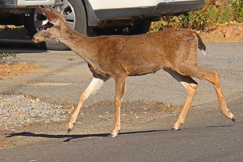 deer walking in street