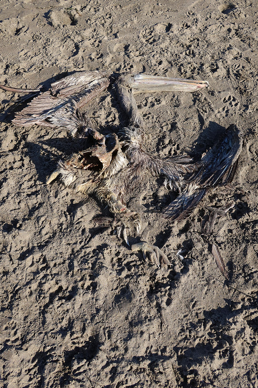 dead pelican