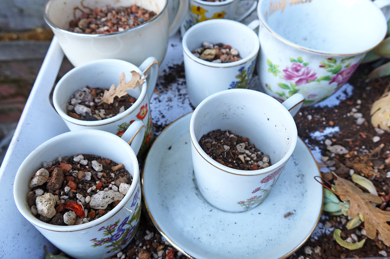tea cups filled with soil 