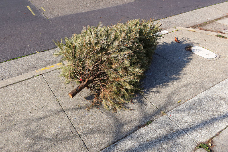 discarded christmas tree