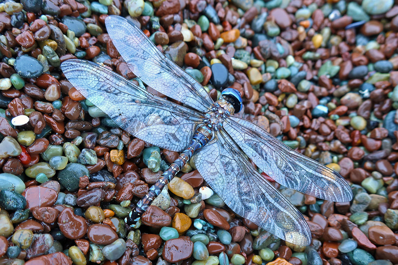 dragonfly on rocks