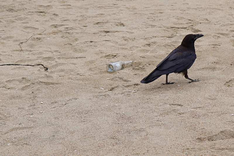 Raven with bottle on sand