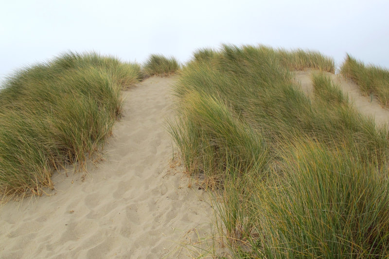 san dune with beach grass