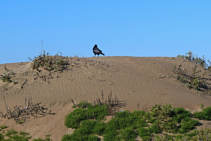 raven sitting on sand dune 