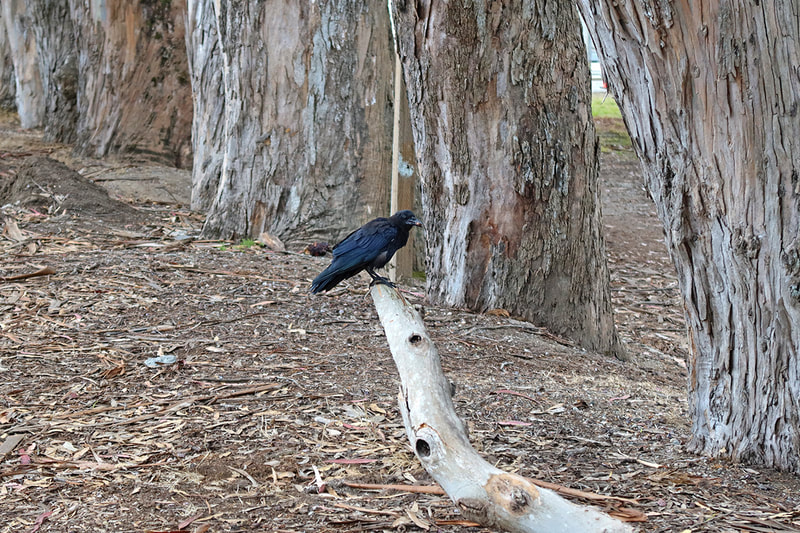 raven and Eucalyptus trees