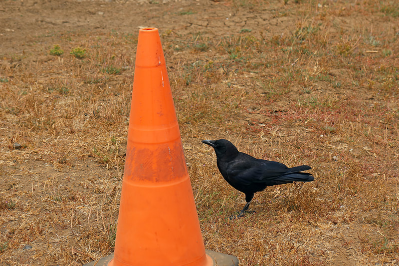 crow and caution cone