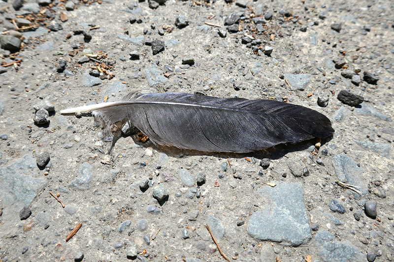 crow feather on pavement