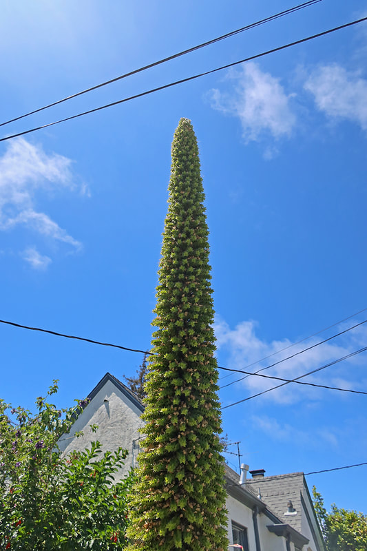 tall cone shaped plant
