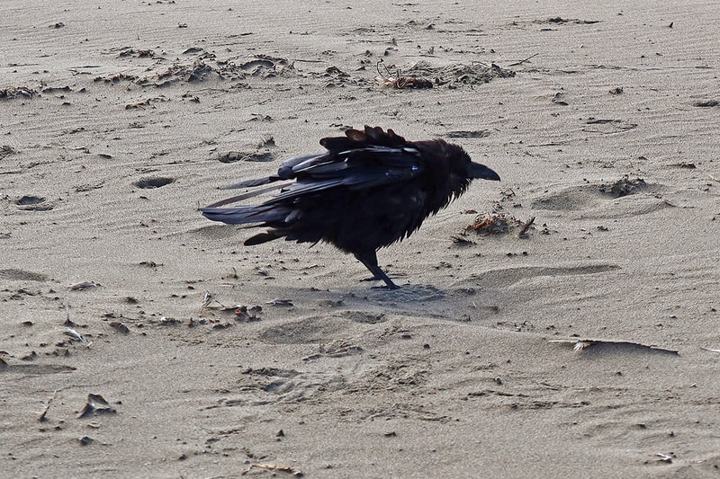 raven with puffed up feathers