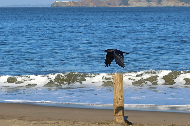 raven flying at beach