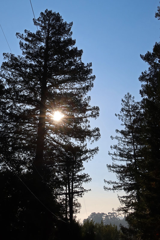 redwood tree with sun inside