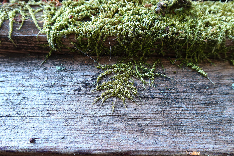 moss growing on fence