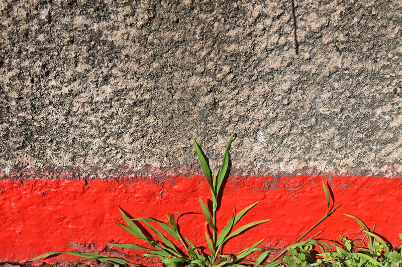 grass against red paint on concrete wall