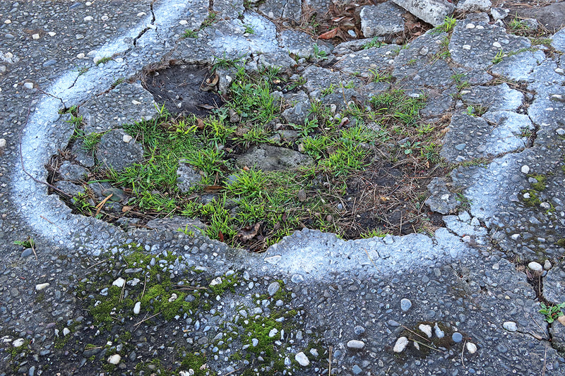 grass on cracked pavement
