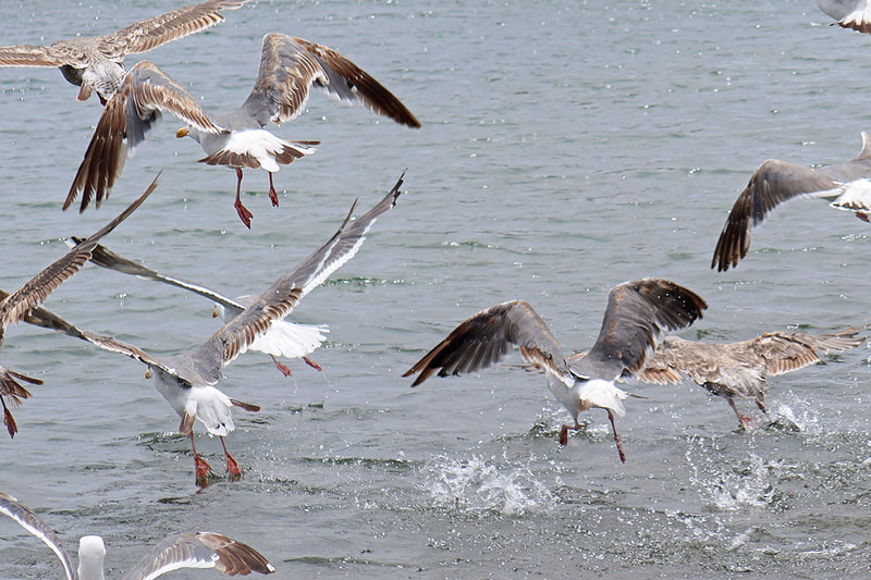 seagulls flying over water