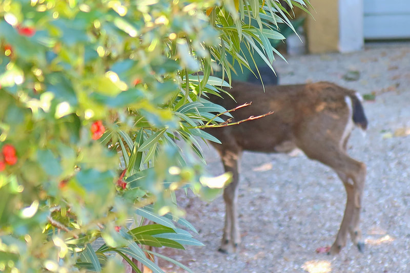 deer with head in bushes