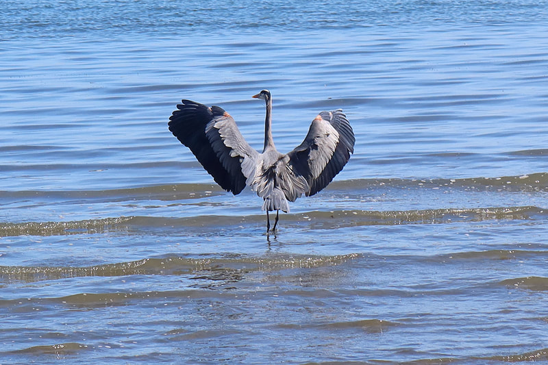 blue heron with wings up