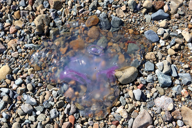 dead jelly fish 