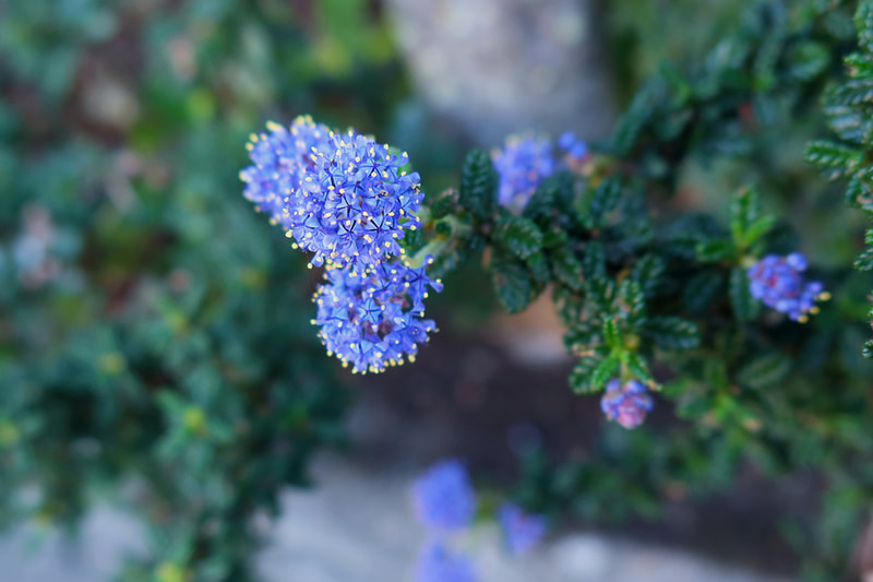 blue flowers on shrub