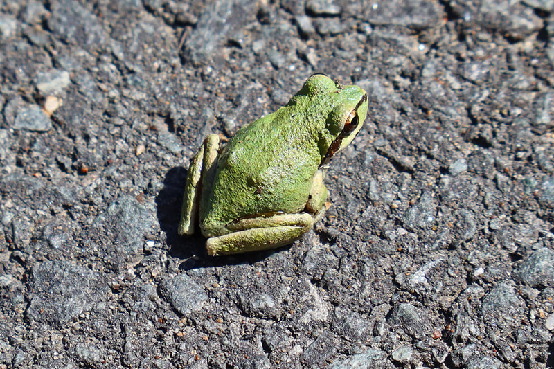 little frog on pavement
