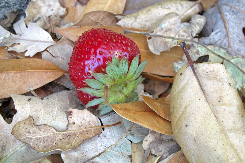 strawberry in leaves