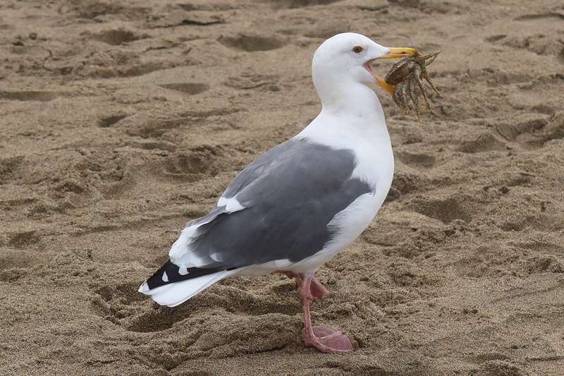 seagull with crab in its mouth