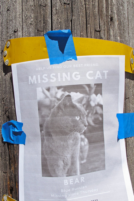 missing cat flyer on phone pole