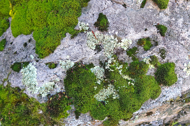 moss growing on rock