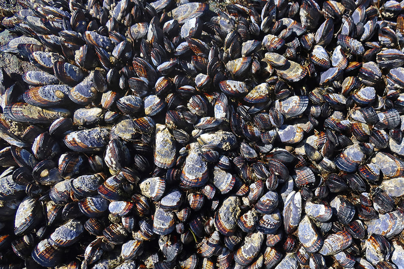 mussels attached to rock