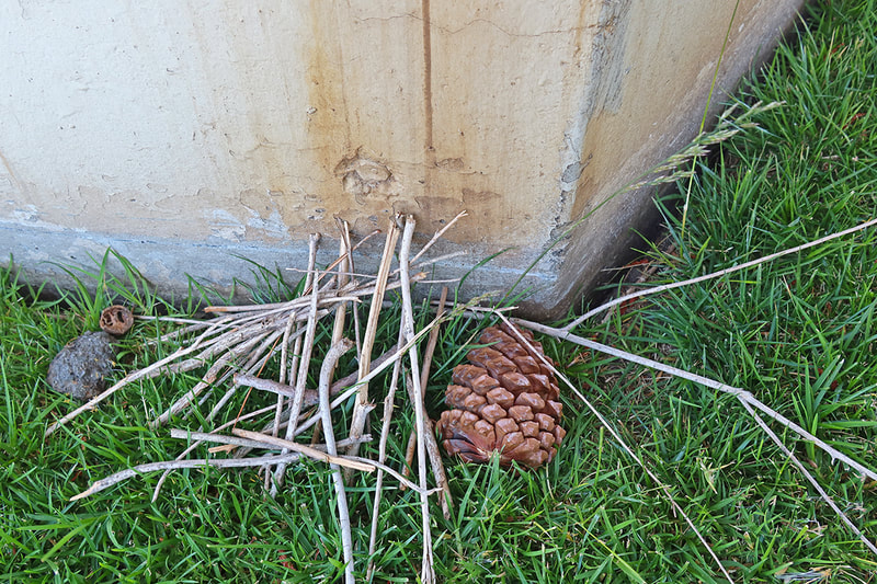 sticks and pinecone in grass